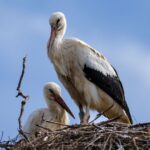 La conservation des oiseaux à Grenade fait face à un grand défi : convertir les décisions locales en résultats concrets