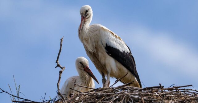 La conservación de aves en Granada conecta ciencia, administración y participación ciudadana