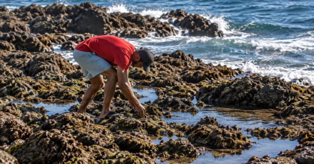 La crisis fronteriza amenaza la biodiversidad de Ceuta