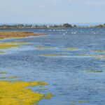 La pollution de l'Albufera ne trouve plus d'issue