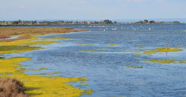 La contaminación de l’Albufera ya no encuentra salida