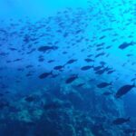 La réserve marine de Calp obtient un soutien pour récupérer la pêche