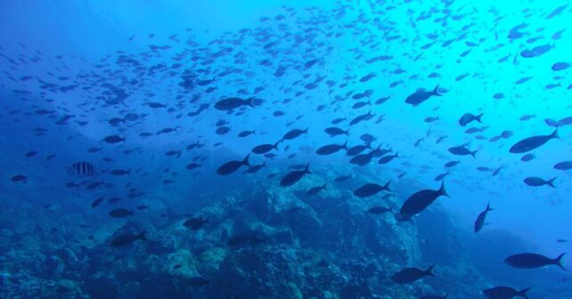 Fondos submarinos del área propuesta para la reserva marina en Calp junto al Peñón de Ifach