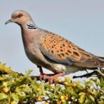 Le Royaume-Uni a perdu 99 % de ses tourterelles européennes depuis 1967, et dans les South Downs, ils ont relâché 30 spécimens élevés en captivité avec des fleurs et des étangs préparés pour eux, même si tous les défenseurs de l'environnement ne sont pas d'accord.