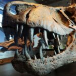 Le Tyrannosaure rex à sang chaud vivait à 36,3°C : ses dents résolvent le mystère