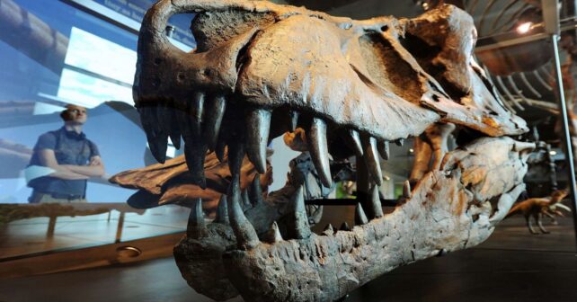 Tyrannosaurus rex de sangre caliente con una temperatura corporal estimada de 36,3 ºC