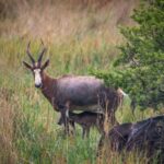 Le blesbok du Bioparc València célèbre une nouvelle naissance : l'espèce en voie d'extinction ajoute trois petits cet été