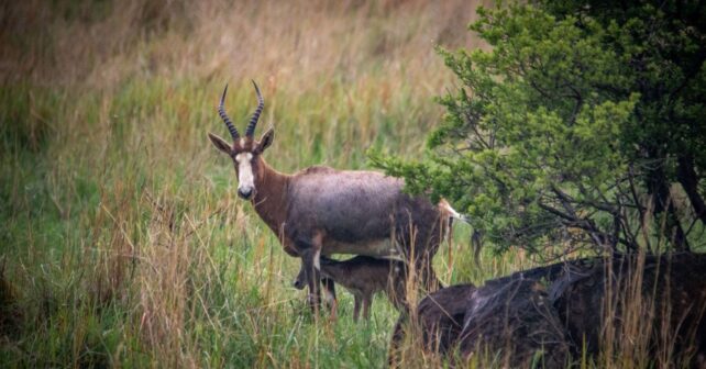 El blesbok en Bioparc València celebra un nuevo nacimiento: la especie que rozó la extinción suma tres crías este verano