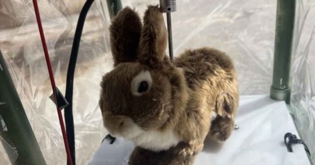 Conejo robótico utilizado como señuelo para detectar pitones birmanas en Florida