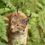 Le lynx ibérique de Sierra Morena bat les chiffres : 885 spécimens et le plus grand groupe de toute la péninsule