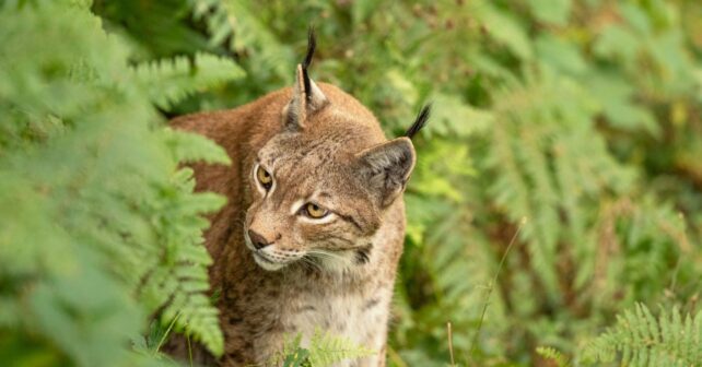 El lince ibérico en Sierra Morena alcanza los 885 ejemplares censados en 2025