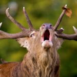Le mugissement de Monfragüe rugit déjà : quand le voir sans déranger le cerf
