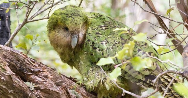 Kākāpō, el loro no volador de Nueva Zelanda, posado entre ramas de un bosque