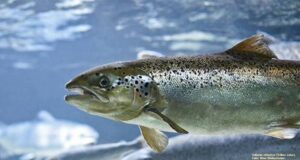 Salmón atlántico en España remontando un río de la cornisa cantábrica.