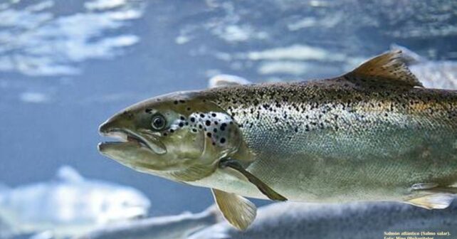 Salmón atlántico en España remontando un río de la cornisa cantábrica.