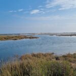 Le ver photosynthétique Doñana surprend sur ses plages : il vit du soleil grâce à 25 000 microalgues