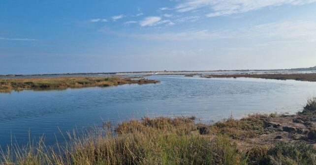 El gusano fotosintético de Doñana alberga miles de microalgas en su interior
