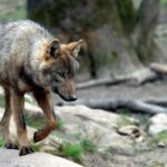 Les Asturies autorisent l'abattage de 67 loups et les écologistes préviennent : le nouveau projet finira à nouveau devant les tribunaux
