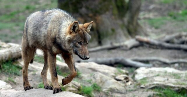 El nuevo plan permitirá abatir 67 lobos en Asturias y los ecologistas cuestionan su validez