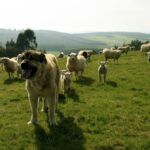 Les Asturies paient pour protéger le bétail avant l'attaque : l'aide aux dogue du bétail atteindra 10 800 euros