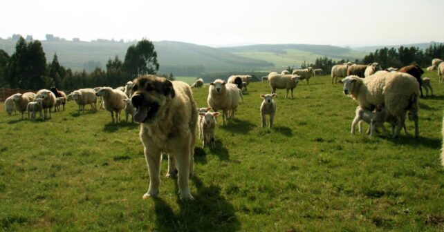 ayudas para mastines ganaderos de hasta 10.800 euros por explotación en Asturias