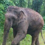 Les éléphants de Thaïlande peuvent dévaster une récolte entière en une seule nuit, et les agriculteurs de Kanchanaburi troquent la canne et les bananes contre du café, une culture qui les attire beaucoup moins et qui a déjà obtenu la note Fine Robusta lors d'un concours national.