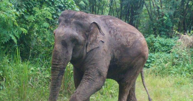 Un elefante asiático junto al bosque en el oeste de Tailandia