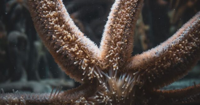 Las estrellas de mar adaptan su genoma al calor y la salinidad de cada región marina