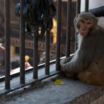 Les macaques rhésus mangent en moyenne la moitié du maïs dans les habitations les plus touchées des collines du Népal, et il y a de moins en moins de monde pour les faire fuir car les jeunes migrent et laissent les terrasses vides.