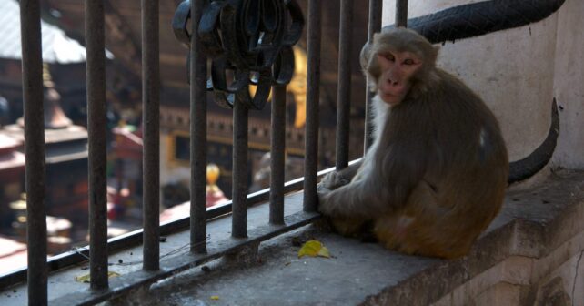 Un macaco rhesus sentado junto a una barandilla en Nepal