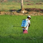 Les pesticides empoisonnent plus de 400 millions de personnes par an : près de la moitié des agriculteurs y sont exposés