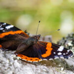 Même les politiques de conservation les plus ambitieuses en Europe ne pourraient empêcher le déclin des oiseaux et des papillons.