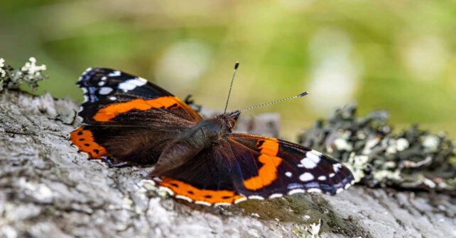 Las políticas de conservación en Europa no lograrían revertir el declive de aves y mariposas