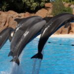 Palmitos Park, sous pression pour ses spectacles de dauphins
