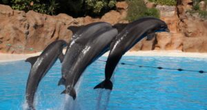 Exhibición de delfines en Palmitos Park, Maspalomas