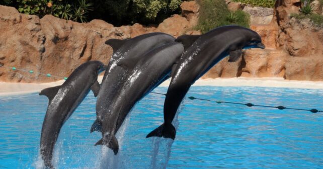 Exhibición de delfines en Palmitos Park, Maspalomas
