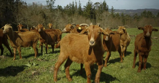Pastoreo ecológico con cabras para prevenir incendios en el Montgó