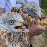 Pendant sept ans, des scientifiques ont suivi par GPS 22 milans royaux en voie de disparition à Castilla y León, en Espagne, transformant des milliers de vols en une carte pouvant révéler les lignes électriques les plus dangereuses avant que le prochain oiseau ne soit électrocuté ou n'entre en collision avec eux.