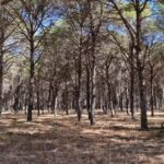 Pinar del Pinto : 1,46 millions contre les ravageurs et les incendies à Doñana