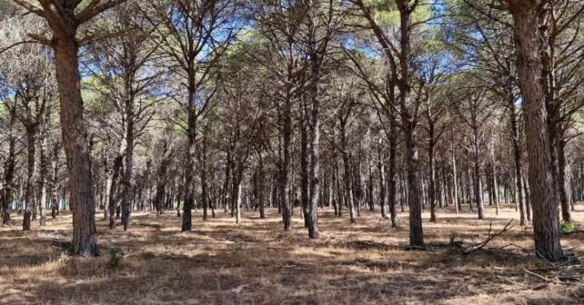 Trabajos forestales de retirada de árboles afectados en el Pinar del Pinto de Hinojos