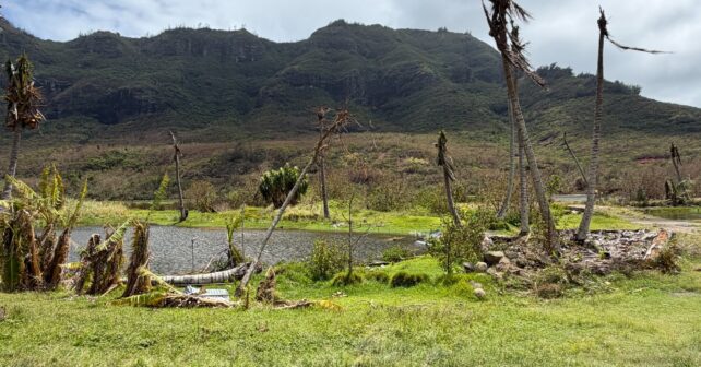 Terreno junto al estanque de Alakoko con árboles dañados tras el paso de un huracán