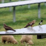 Rapaces dans une centrale solaire à Séville : six espèces chassent entre les panneaux