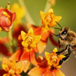 Sans pollinisateurs, le champ produit de moins en moins bien : protéger les abeilles améliore les récoltes et aussi sa rentabilité