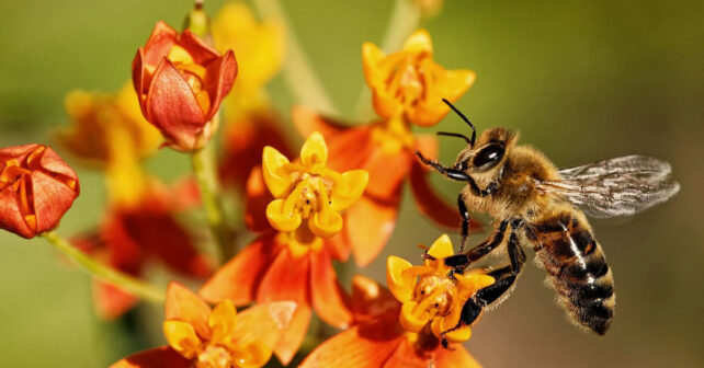 proteger a las abejas mejora las cosechas de alfalfa, castaña y otros cultivos