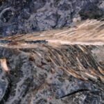 Un chercheur recherchait des fossiles de poissons dans le Montana et a trouvé une plume dépassant d'une crotte de dinosaure fossilisée, et à l'intérieur se trouvait un oiseau vieux de 66 millions d'années qui pourrait aider à expliquer pourquoi certains oiseaux ont survécu à l'astéroïde et d'autres non.