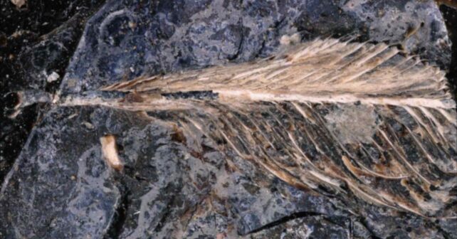Pluma fosilizada expuesta en la superficie de un excremento fósil de dinosaurio