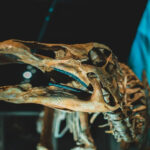 Un fossile de Tanzanie change l'histoire des dinosaures