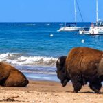 Une société de production hollywoodienne a relâché 14 bisons sur une île californienne en 1924 en pensant à une scène qui n'a jamais été filmée : des années plus tard, sans prédateurs ni contrôle, le troupeau atteignait plus de 500 animaux.