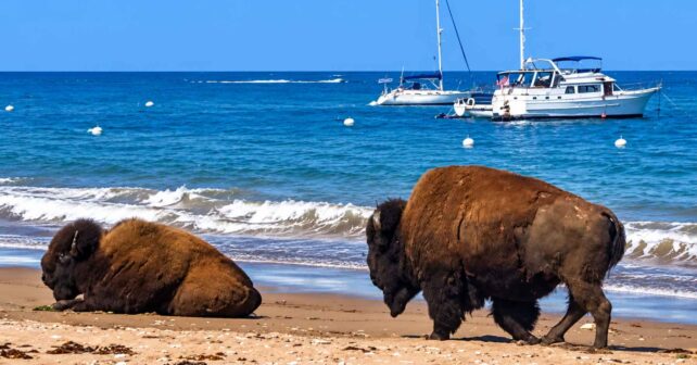 Dos bisontes americanos caminando por una playa de la isla Catalina, California