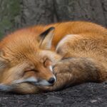 Combien de temps un renard dort-il par jour ?